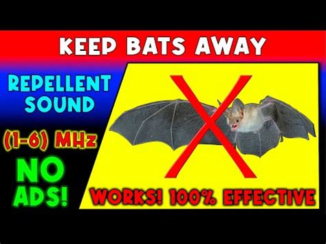 驅趕蝙蝠的聲音 錢包要用什麼顏色